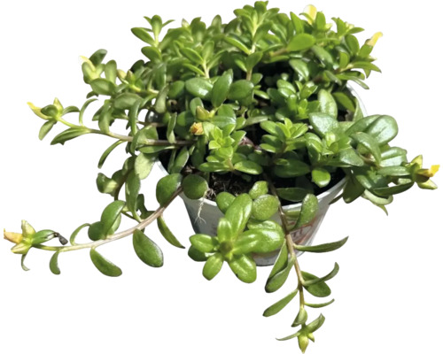 Plante d''intérieur Poivre d''eau en pot