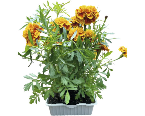 Œillets d'Inde à petites fleurs, Tagetes Solena Semis de fleurs coupées FloraSelf bac de 6