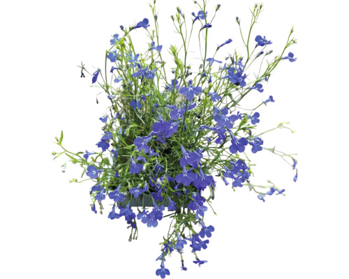 Lobelia Riviera Semis de fleurs coupées FloraSelf bac de 6