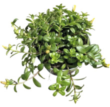 Pot avec plante succulente à fleurs jaunes