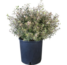 Immergrüner Strauch im Topf für den Garten
