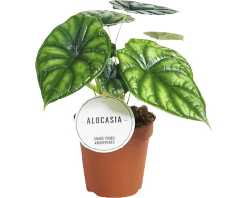 Alocasia MIX FloraSelf h 15-25 cm pot Ø 12 cm sélection aléatoire de variétés Plante d''intérieur Alocasia en pot avec étiquette de plante