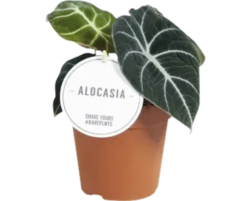 Alocasia Pflanze im Topf