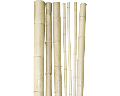 Verschiedene Bambusrohre unterschiedlicher Dicke