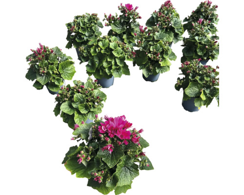 Plusieurs plantes en pot fleuries avec des feuilles vertes