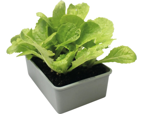 Plant de laitue en pot