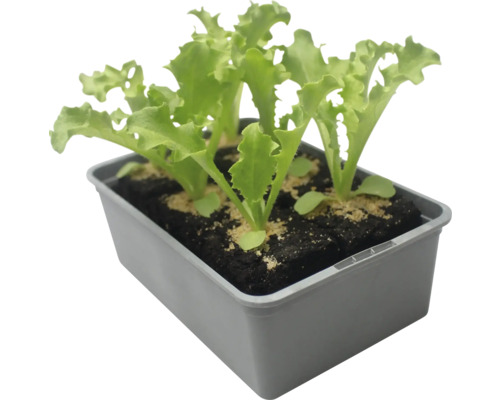Plants de salade en terrine