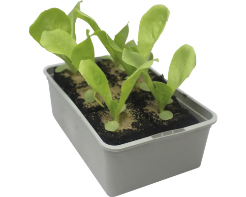 Jeunes plants en barquette de culture