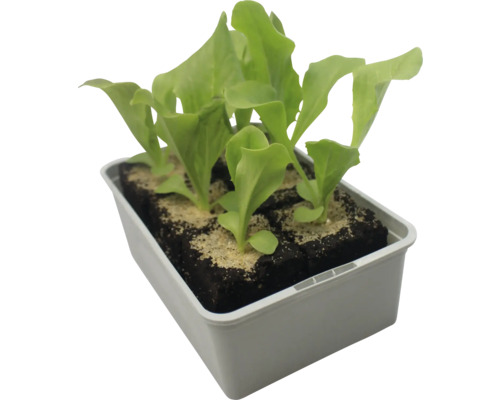 Plants de salade en terrine de culture
