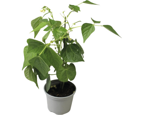 Bohnenpflanze im Topf