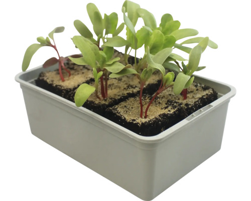 Mangold-Setzlinge in einer Pflanzschale