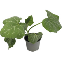 Plant de courge en pot
