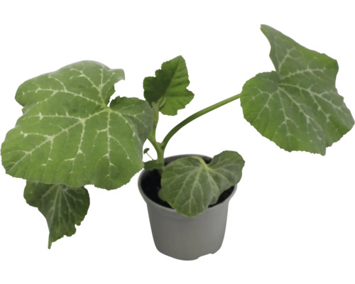 Plant de courge en pot
