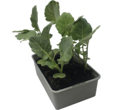 Plants potagers en barquette de culture