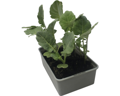 Plants potagers en barquette de culture