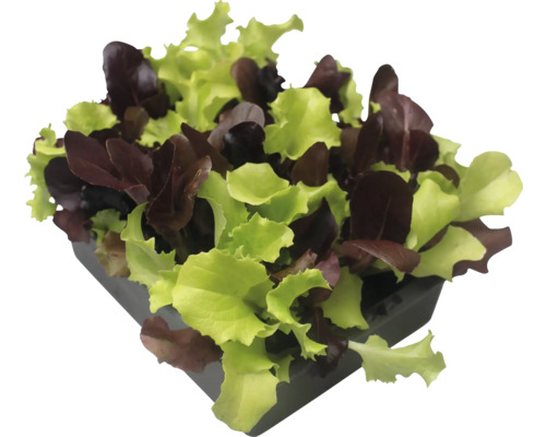 Mélange de laitues en pot
