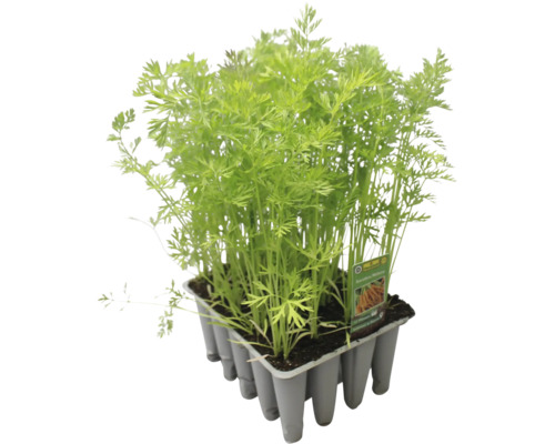 Jeunes plants de carottes dans une plaque de culture