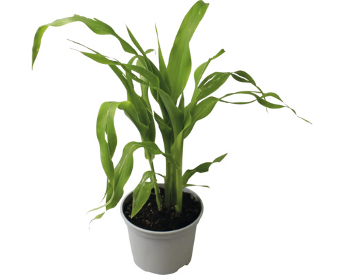 Glücksbambus im Topf