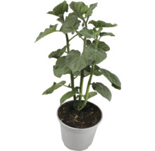 Jeune plant de Physalis dans un pot.