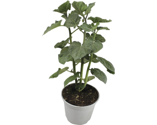 Jeune plant de Physalis dans un pot.