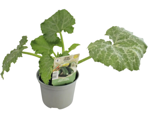 Zucchinipflanze im Topf