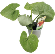 Jeune plant de courge Hokkaido en pot