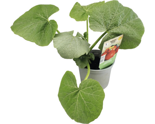 Jeune plant de courge Hokkaido en pot