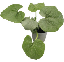 Jeune plant de courge en pot