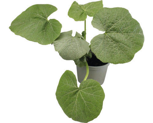 Jeune plant de courge en pot