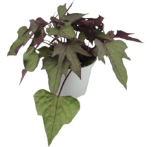 Plante ornementale de patate douce en pot