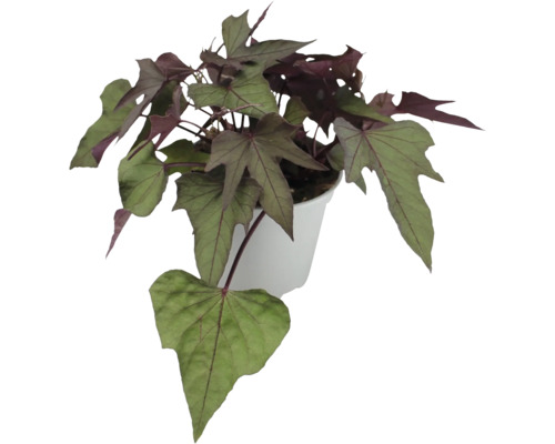 Plante ornementale de patate douce en pot