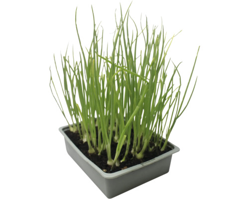 Schnittlauch in einer Anzuchtschale