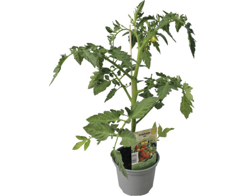 Tomatenpflanze im Topf mit Pflanzenetikett