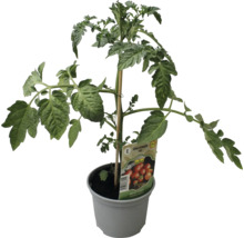 Tomatenpflanze im Topf mit Stützstab