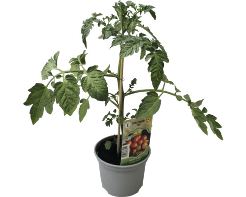 Plant de tomate en pot avec tuteur