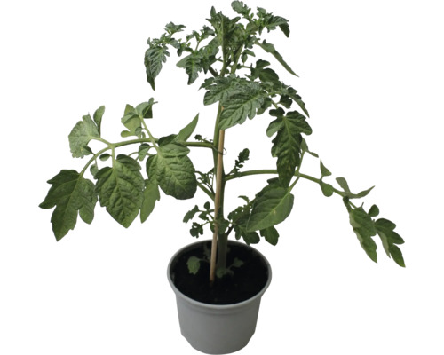 Plant de tomates en pot