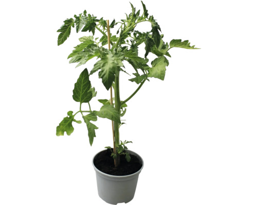 Plant de tomate en pot avec tuteur