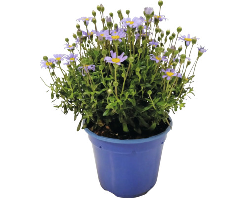 Pâquerette bleue FloraSelf Felicia amelloides pot Ø 14 cm