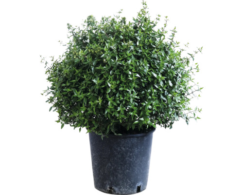 Abélie boule FloraSelf Abelia grandiflora Ø 30-35 cm Co 9 l, Édition anniversaire 35 ans FloraSelf