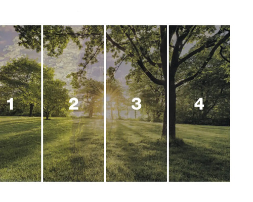 Papier peint intissé photo avec motif de forêt