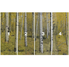 Fototapete mit Birkenwald-Motiv im Herbst