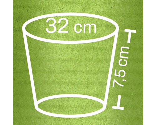 Abmessungsskizze eines Pflanzgefäßes: 32 cm Durchmesser oben und 7,5 cm Höhe.