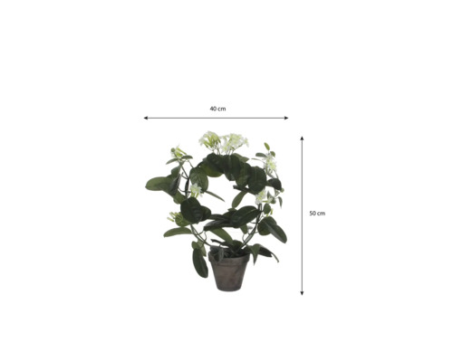 Kranzschlinge Stephanotis floribunda am Bogen im Topf, Breite 40 Zentimeter, Höhe 50 Zentimeter.