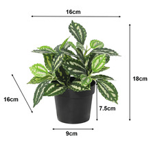Künstliche Pilea-Pflanze im schwarzen Topf mit Maßangaben: Gesamthöhe 18 Zentimeter, Breite 16 Zentimeter, Topfhöhe 7,5 Zentimeter.