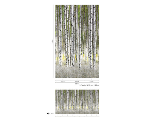 Papier peint photo avec motif de forêt de bouleaux et indications de dimensions