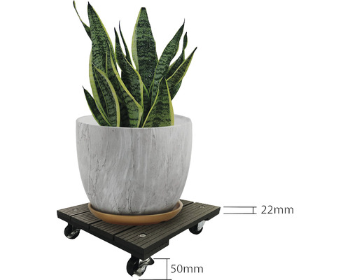 Pflanzenroller mit Pflanze im Topf und Maßangaben