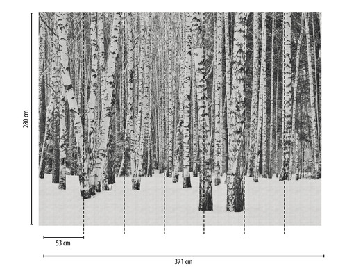 Papier peint photo avec motif de forêt de bouleaux et dimensions 371 cm x 280 cm