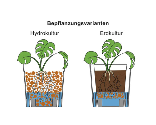 Illustration des variantes de plantation avec culture hydroponique et culture en terre